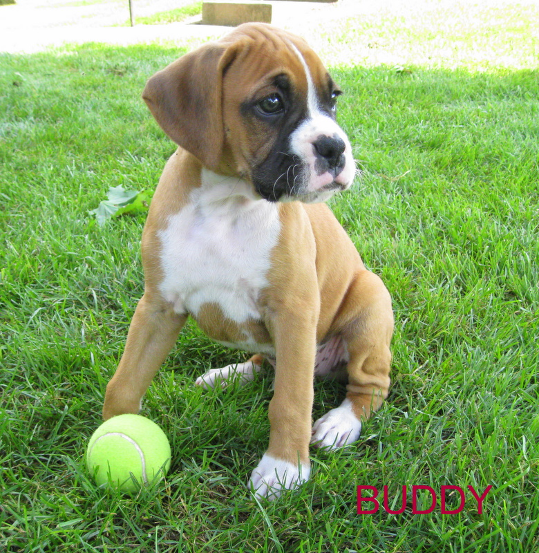 Roxie's First Litter - BEAUTIFUL BOXERS